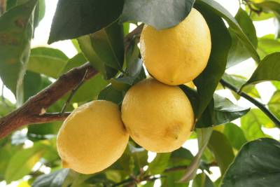 Выращивание лимонов в домашних условиях из косточки