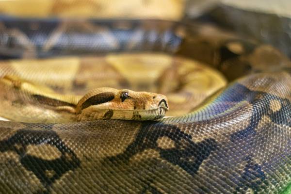 Как ухаживать за змеёй в домашних условиях